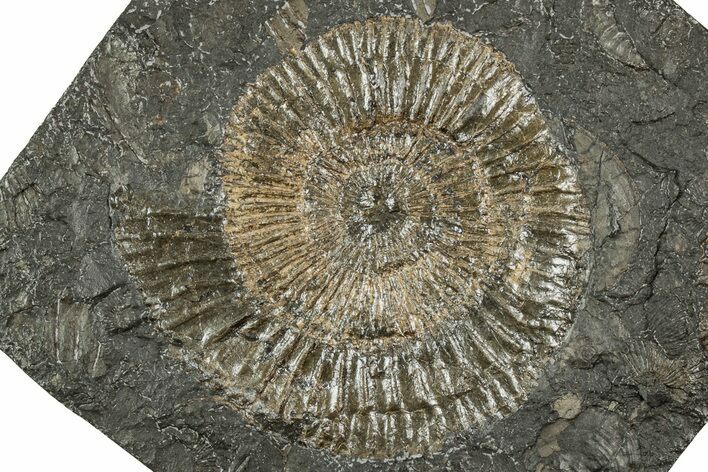 Dactylioceras Ammonite Fossil - Posidonia Shale, Germany #358335